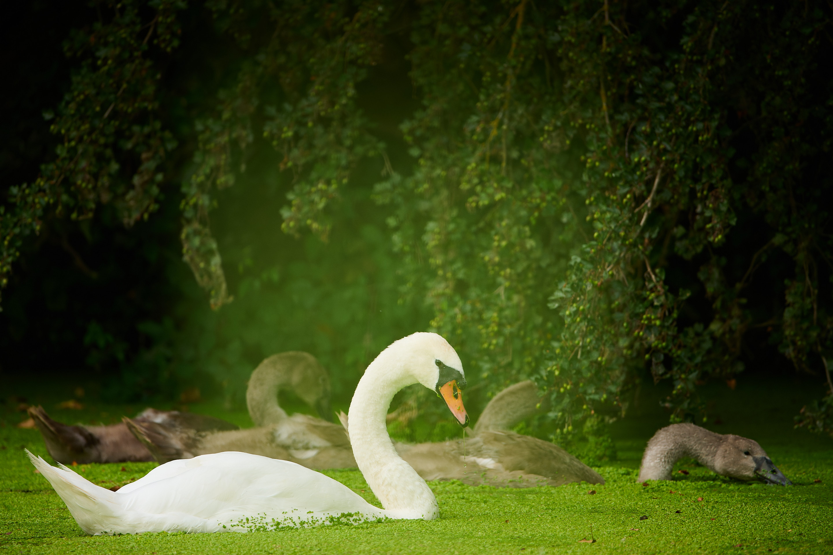 Swan and Cygnets